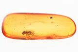 Detailed Fossil Dagger Fly (Empididae) In Baltic Amber #325458-1